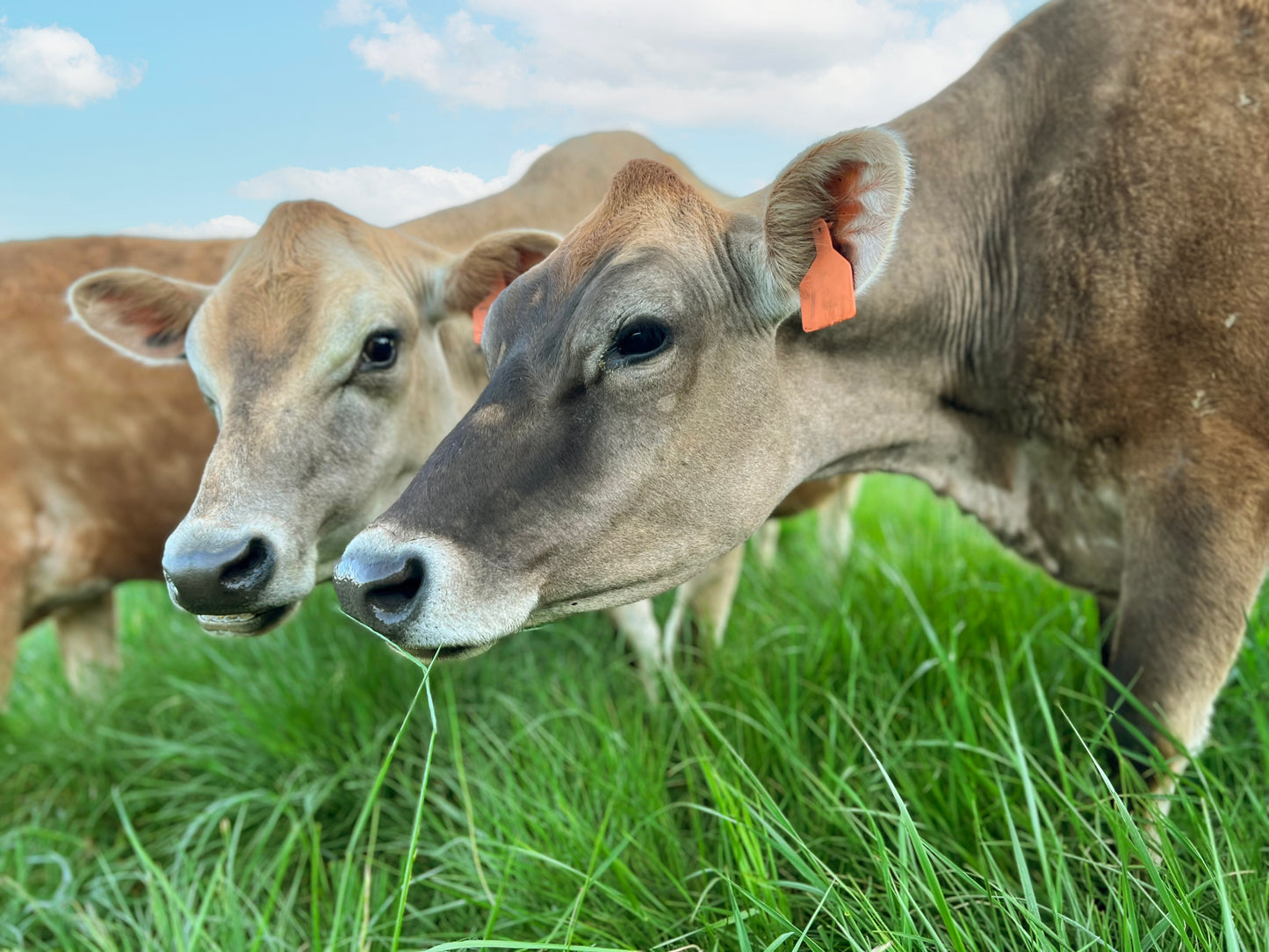 Colostrum Powder 60 Day Supply